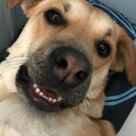 Maxime Van Der Velde