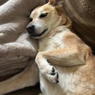 Maxime Van Der Velde