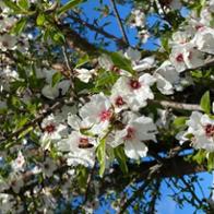 María Espliego Fernández