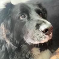 Angelica Rippa Ortega