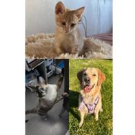 Emilio Jesús De amo Gómez