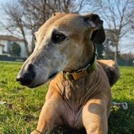 Yasamin Marzooghfarhani