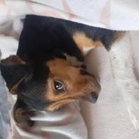 Irene Fernández García