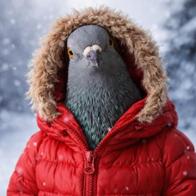 guadalupe pastrana