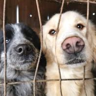 ASOCIATIA NAS RECE INIMA CALDA