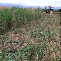 Pastores Para La Vida