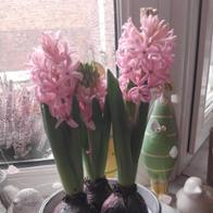 Maria Conception Alchapar Lopez