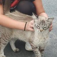 ELÍSABET RODRIGUEZ CASTAÑO