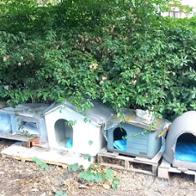 Raffaella  Guernieri