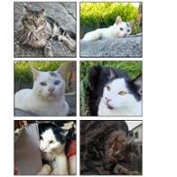 Mónica García Acebo