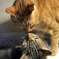 Ritxie i Tigreton Puig