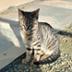 Gato Minero