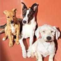 Ricardo Ribera Sanchis