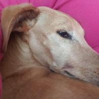 Ingrid Palacin sanguino