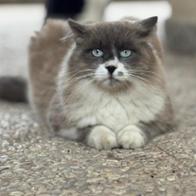 Barbarina  IlregnodiPapi