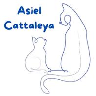 Asiel Cattaleya  ..