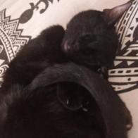 Irene  García morales