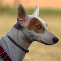 Laura Villatoro Blanco