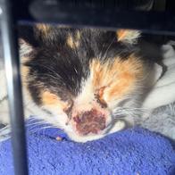 Lorena  Herrera Blanch