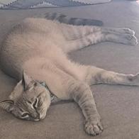 Mcarmen Arquillo Saborido