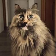 Laura Benítez Canturiense