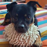 Ivonne Candal Torres