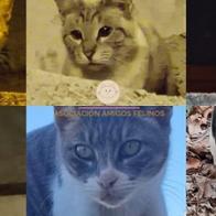 Asociación Amigos Felinos - Murcia