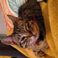 Voluntariado CES CARTAMA