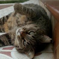 Cintia Iborra Santiago