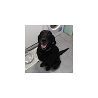 GLORIA FERRER ROSICH