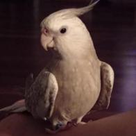 Fernando Faus Hernández