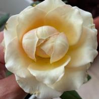 Ericka  Contreras Olivero