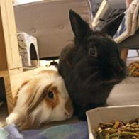 Laeëtitia Marquais Cacitti