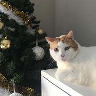 Joshua Sanchez Romero